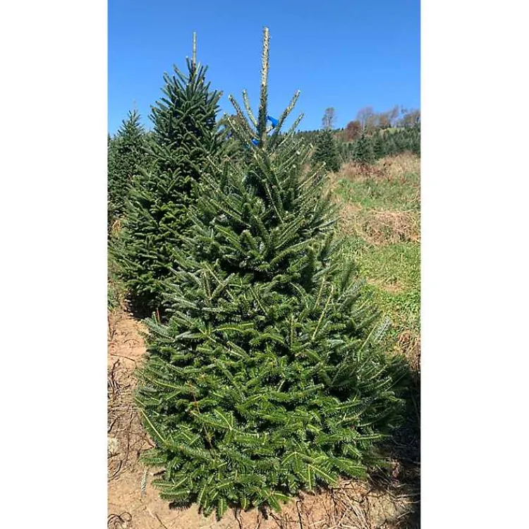 Christmas Trees>Kirklands Home 6 ft. Fresh Cut Fraser Fir Christmas Tree